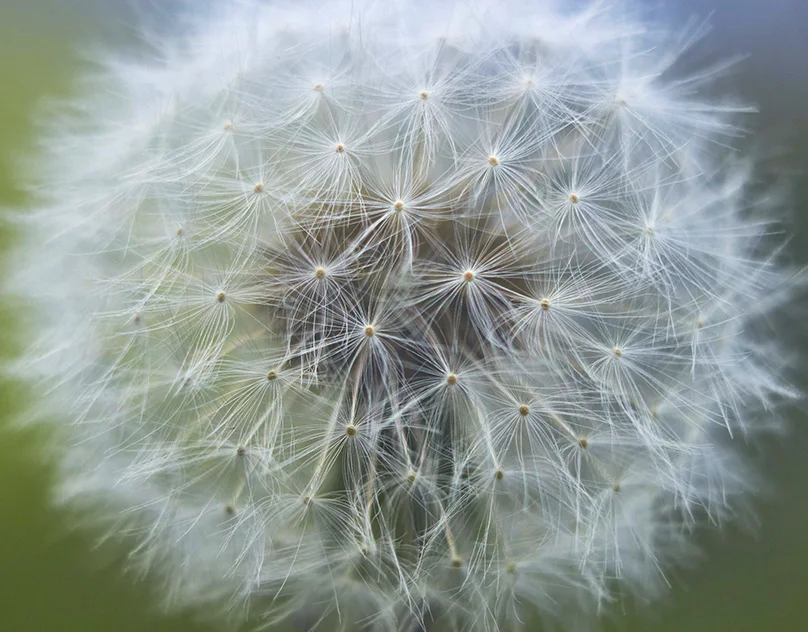 Nature Macro — by Rihaan Kujur