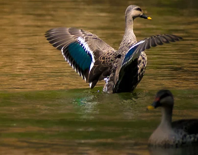 Indian spot-billed duck — by Rihaan Kujur